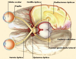 foto de ficha