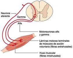 foto de ficha