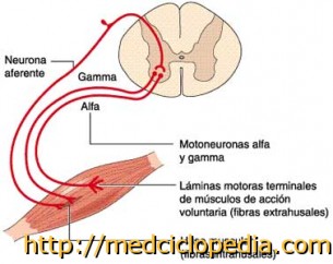 foto de ficha