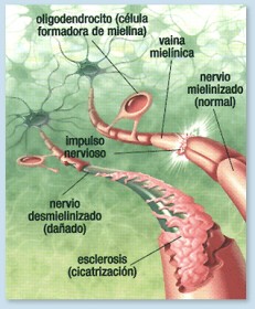 foto de ficha